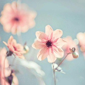 林荫_麋鹿的钢琴谱