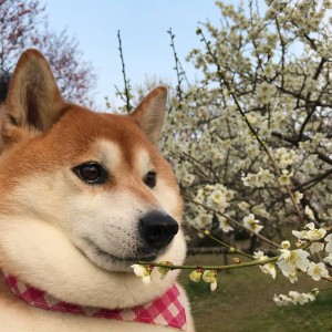 厕所里的人的钢琴谱