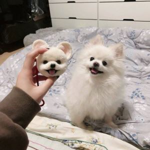 chak_holm的钢琴谱