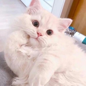喵(^･ｪ･^)~的钢琴谱
