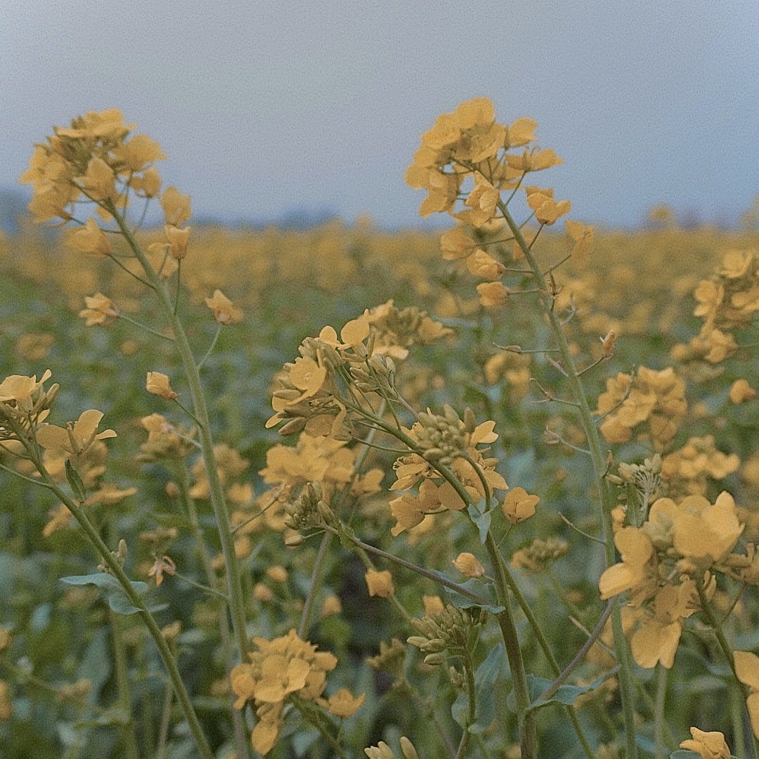 单若水的钢琴谱
