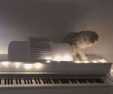 鸳鸯眼的毛绒绒的钢琴谱