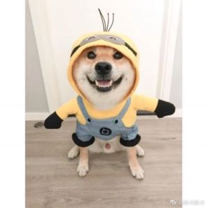饿鱼宝宝的钢琴谱