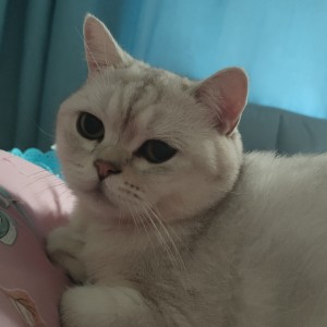 龙美丽✔的钢琴谱