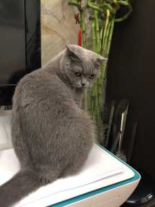 泓希的钢琴谱