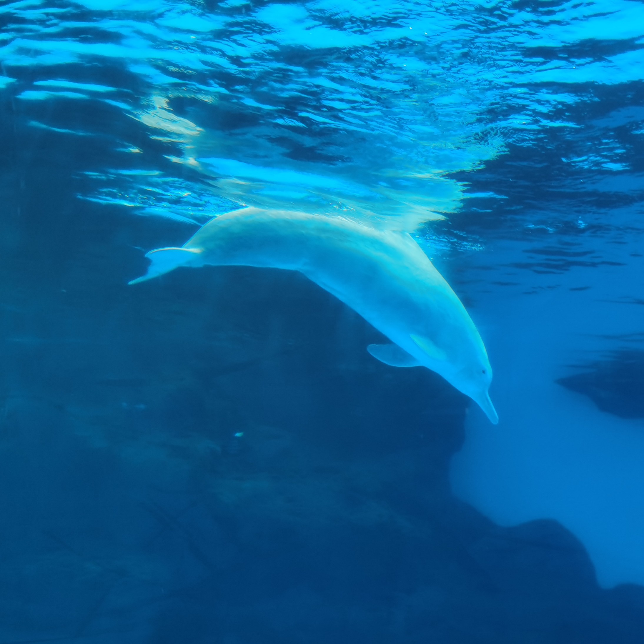 135****0222的钢琴谱