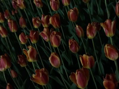 东京喰种OP的演奏视频