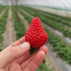 178****9589的钢琴谱