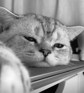 DT带我远游的钢琴谱