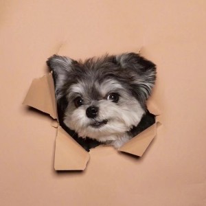 Lydia的演奏视频