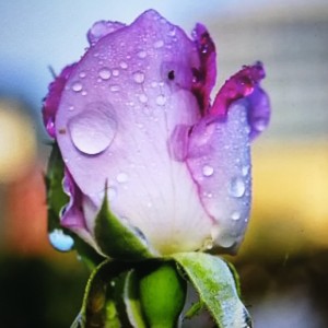 骑士精神 (杨秉音)的演奏视频