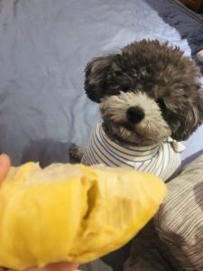 Hey Jude的演奏视频