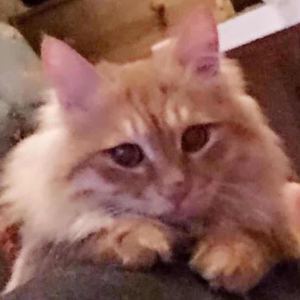 蒲公英的约定的演奏视频