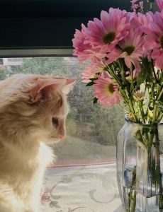 Passacaglia的演奏视频