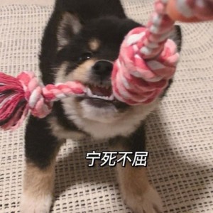 大二不哦兔兔的钢琴谱