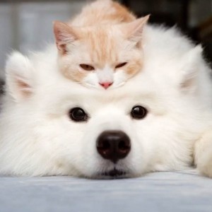 Counter Attack-Mankind的演奏视频