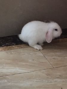 大鱼的演奏视频