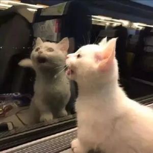 小z的钢琴谱