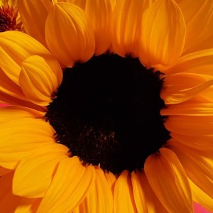 Sunflower的钢琴谱