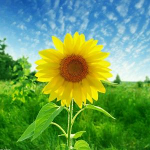 所念皆星河的演奏视频