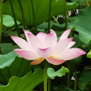 七喜  我是荷花的个人空间