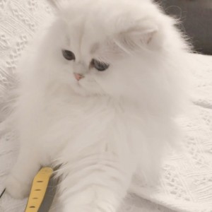 声声慢的钢琴谱