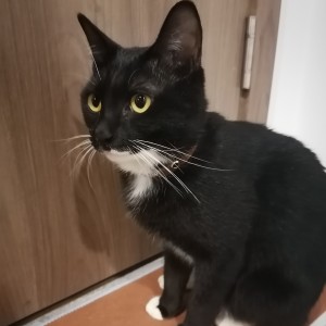 熊泽花恋的钢琴谱