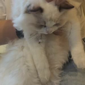KING的钢琴谱