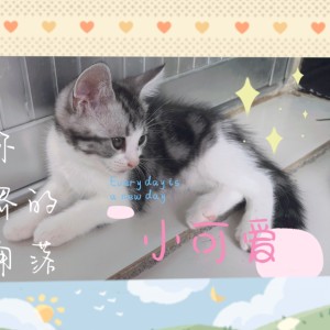 芒柠樱苹丢不了的钢琴谱