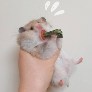 D大调卡农的演奏视频