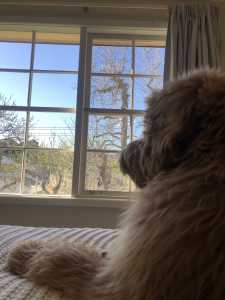 玫瑰少年的演奏视频