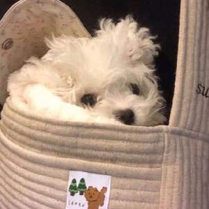 是你的狐狸ya的钢琴谱