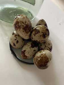 Mappy的演奏视频