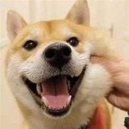 Sonatina的演奏视频