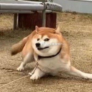 修狗福来的钢琴谱