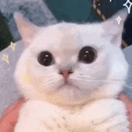 白月光与朱砂痣的演奏视频