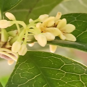 孤勇者的演奏视频