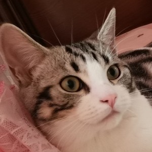 小肥阳的钢琴谱