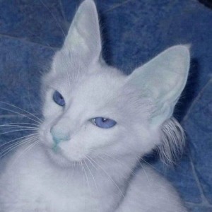 135****5371的钢琴谱