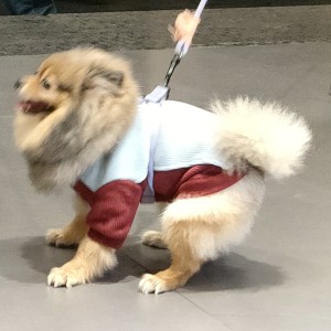 ？？？的钢琴谱