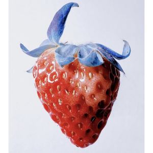 花海的演奏视频