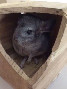 圆舞曲的演奏视频