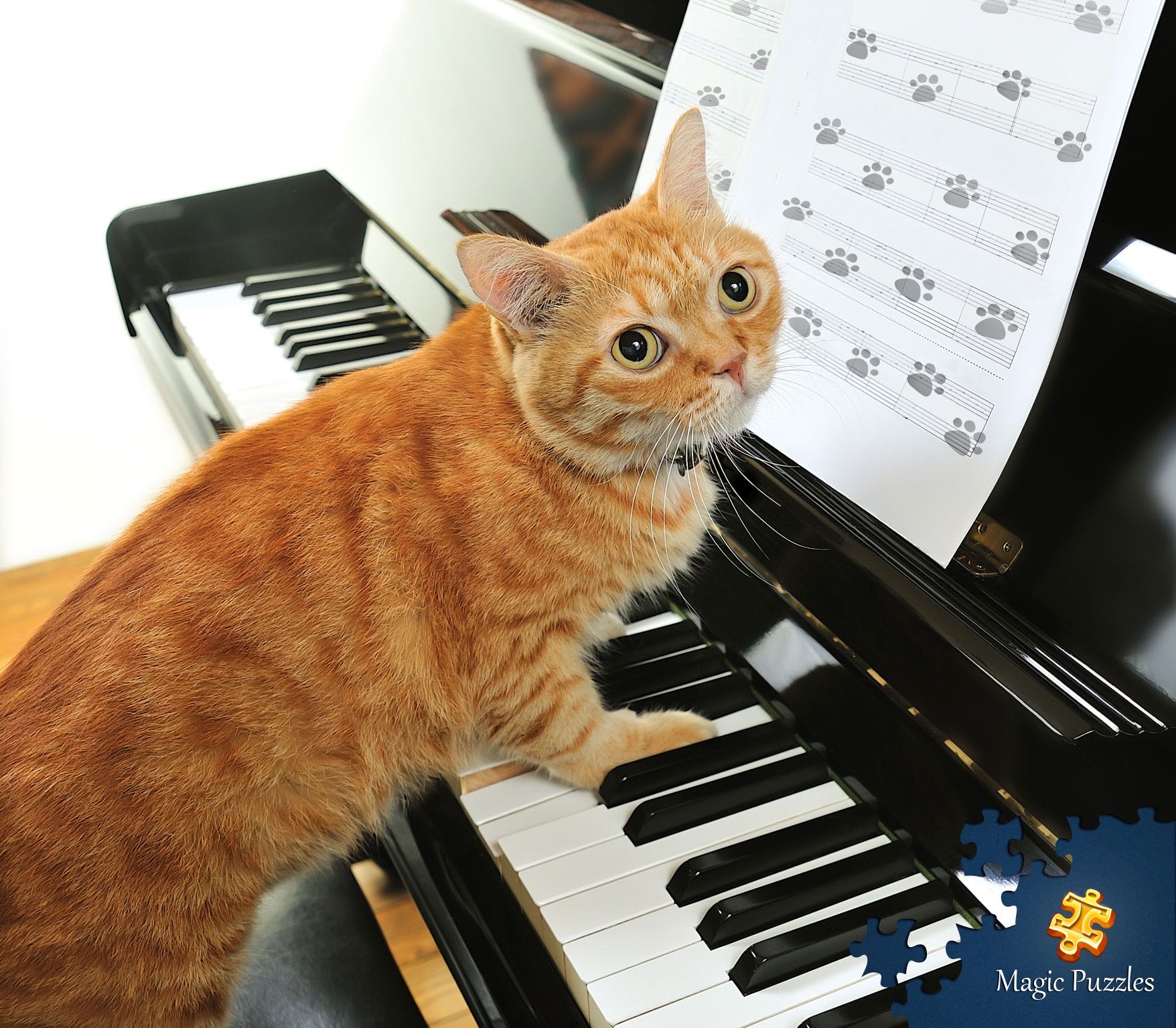 弹钢琴的小猫咪🐱🐱演奏视频