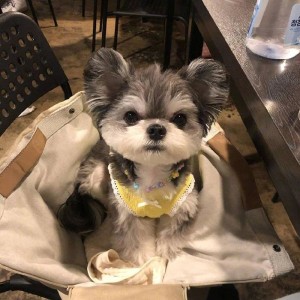 蒲公英的约定的演奏视频