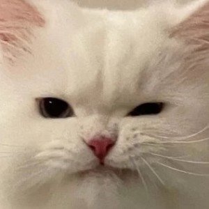 Croatian Rhapsody的演奏视频