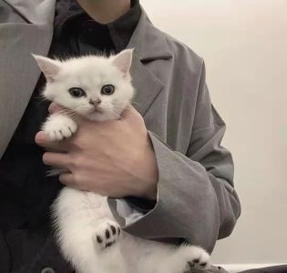 安阳.的钢琴谱