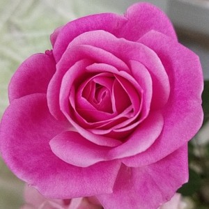 星坠河岸的钢琴谱