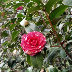 彩虹仙女的钢琴谱