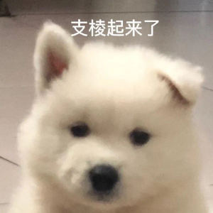 蒲公英的约定的演奏视频