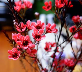 如一 (任嘉伦)的演奏视频